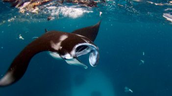 MMF study researching microplastics in Manta Ray feeding grounds