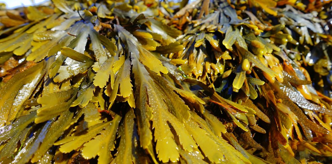 close up of seaweed on a beach