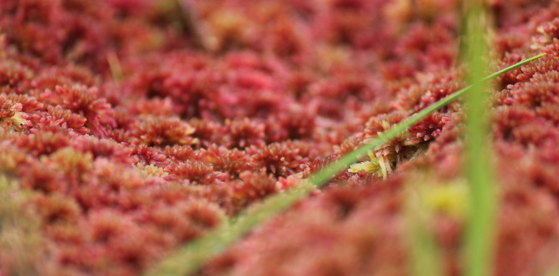 close up of red sphagnum moss on a moor