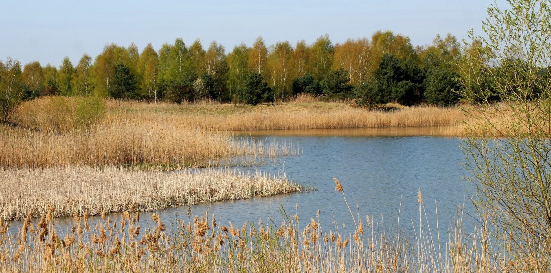 image of a lagoon surrounded by trees in the background and tall grass in the foreground