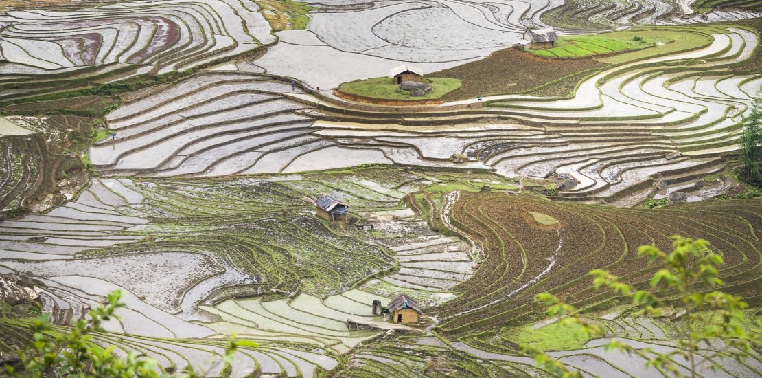 a rice filed in Vietnam