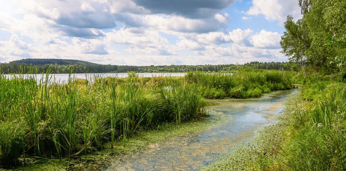 algae bloom on a lake with a mountain in the distance