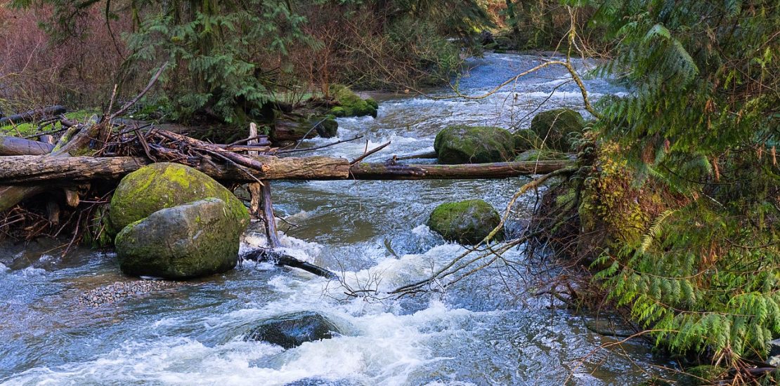 rushing water in a forested creek in British Columbia, canada