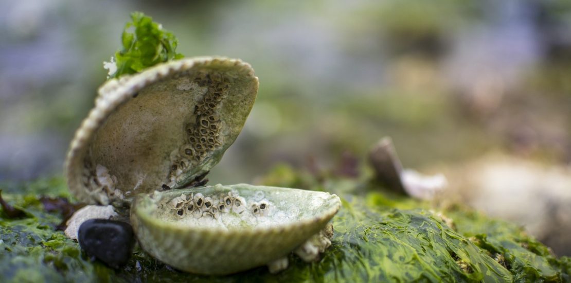 close up of a clamshell sitting open on a rock and green seaweed