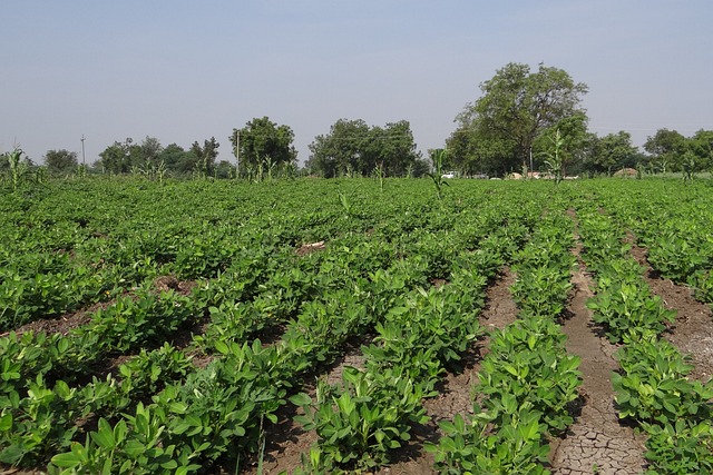 image shows rows of peanut plants growing in India.