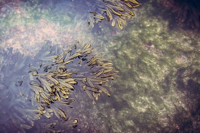 image shows a close up of seaweed in the water.